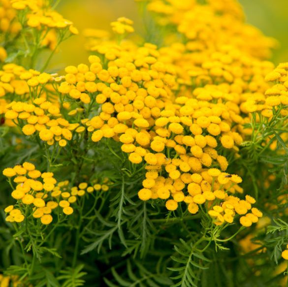 Tansy Blue Essential Oil 2