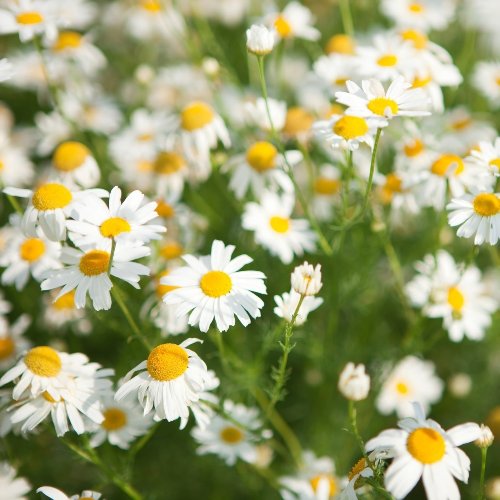 Chamomile German Egypt Essential Oil 2