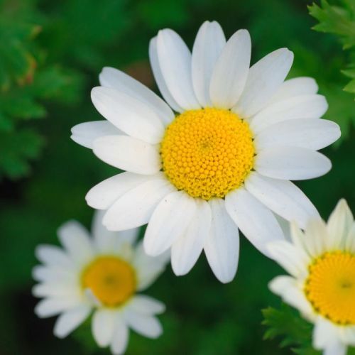 Chamomile German Egypt Essential Oil 4