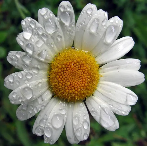 Chamomile Roman oil - Certified Organic 4