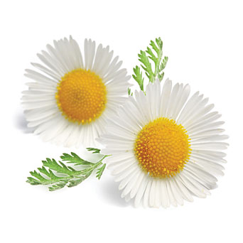 Chamomile Blue Pure Floral Absolutes 4