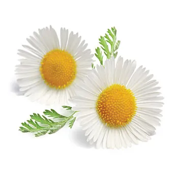 Chamomile German Hungary Essential Oil 5