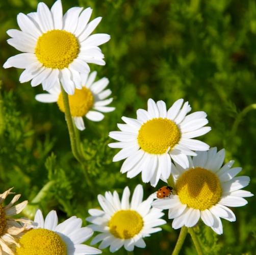 Chamomile German Nepal Essential Oil 4