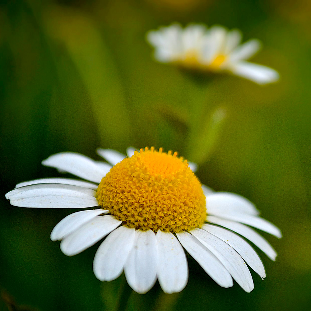 Chamomile German Nepal Essential Oil 3