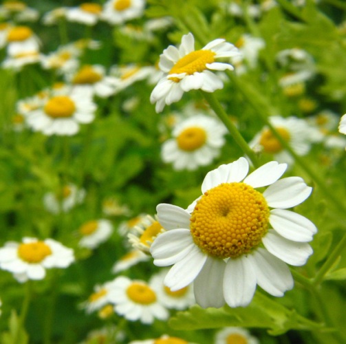 Chamomile German oil - Certified Organic  4