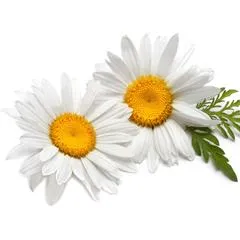 Chamomile German oil - Certified Organic 2