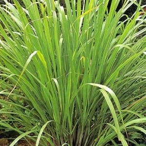 Citronella Essential Oil Java 2