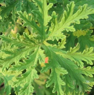 Citronella oil - Certified Organic 2