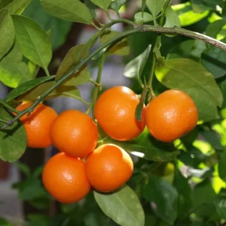Clementine Essential Oil 2