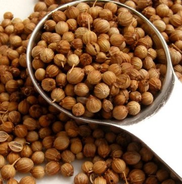 Coriander Essential Oil India 2