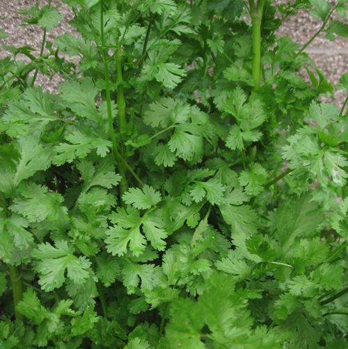 Coriander Oil - Certified Organic  4