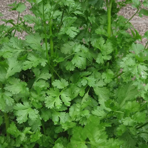Coriander Oil - Certified Organic 4