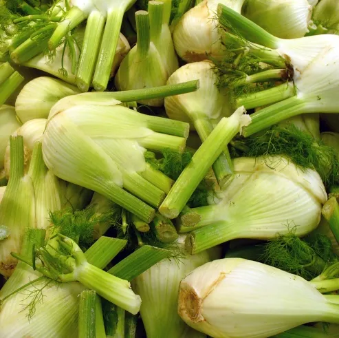 Fennel 3