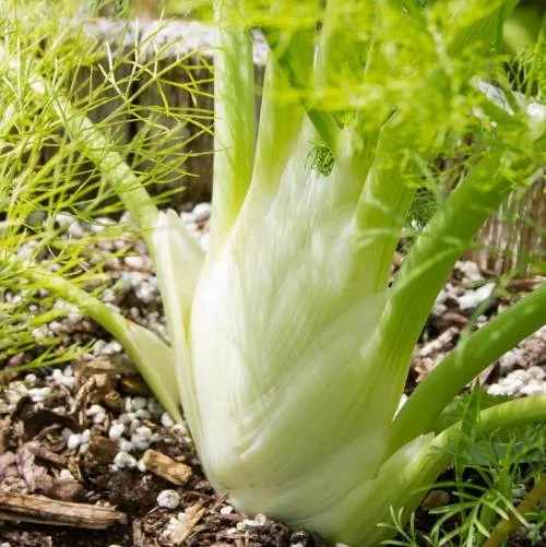 Fennel 4