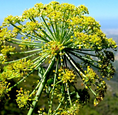 Galbanum Essential Oil 2