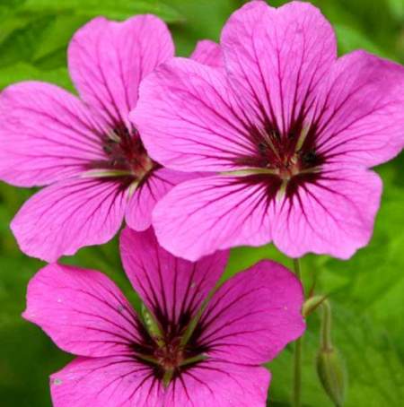 Geranium, Bourbon  5