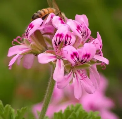 Rose Geranium South African Essential Oil 5