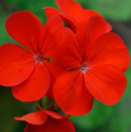 Rose Geranium South African Essential Oil 2