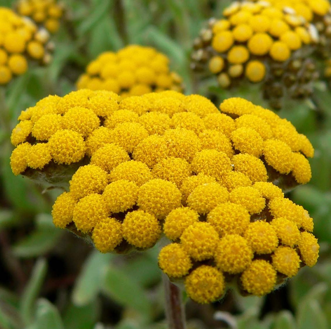 Helichrysum Essential Oil Africa 5