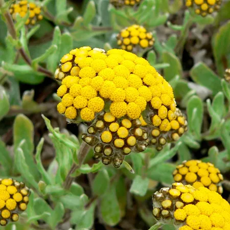 Helichrysum Essential Oil Africa 5