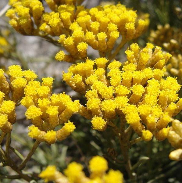 Helichrysum Floral Absolute Oil  3