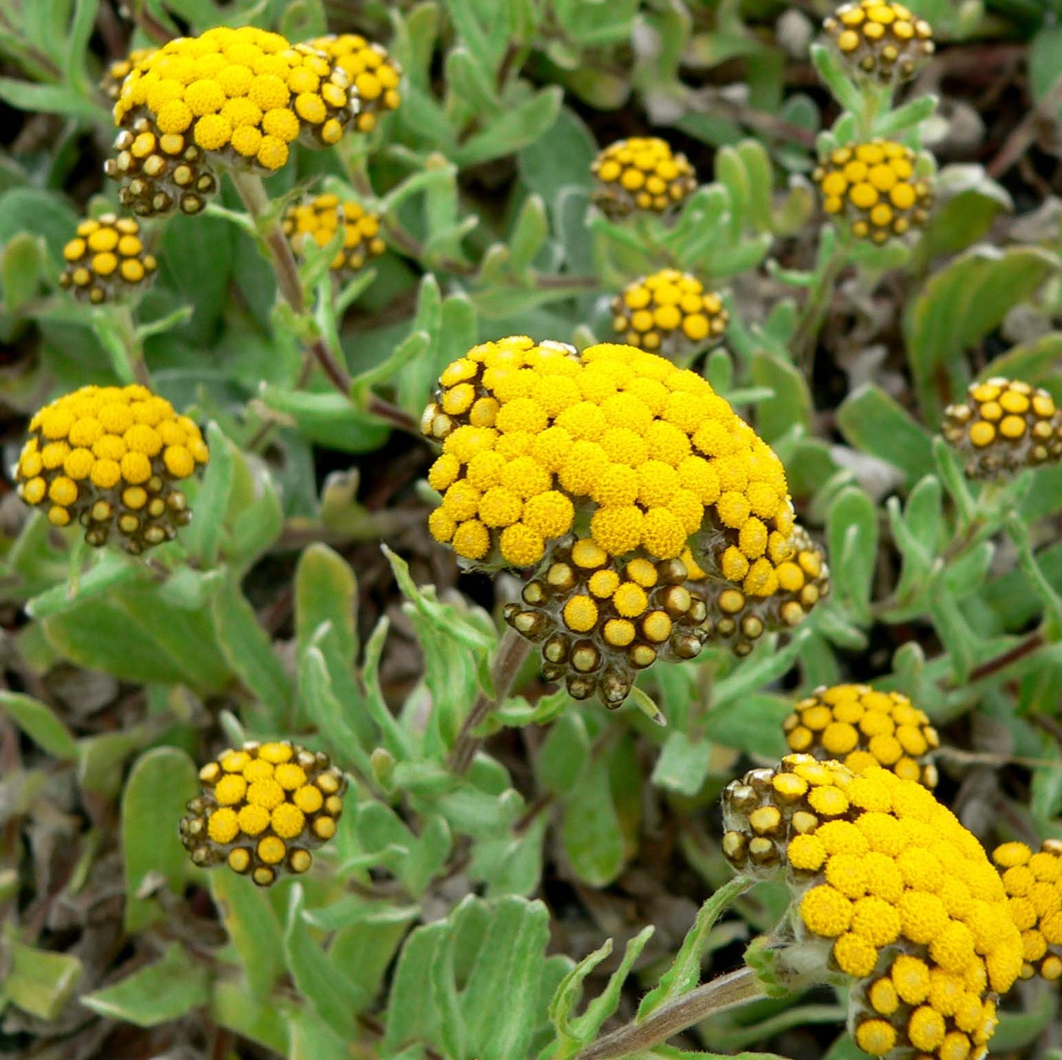 Helichrysum Floral Absolute Oil  4