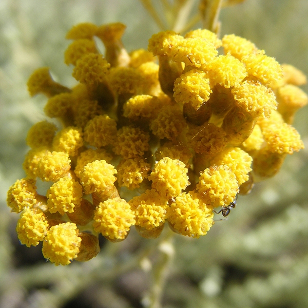 Helichrysum Floral Absolute Oil  5