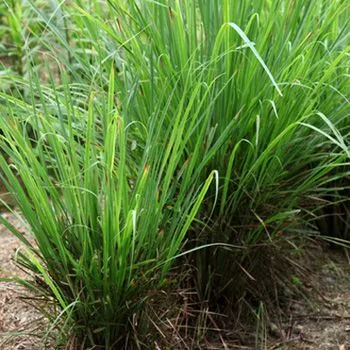 Lemongrass Essential Oil 3