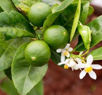 Lime Persian / Tahiti Essential Oil 3