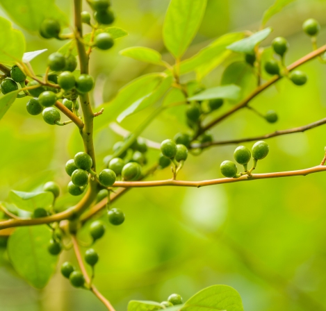 Litsea Cubeba Essential Oil  2