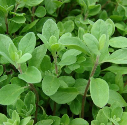 Marjoram Essential Oil Sweet 2