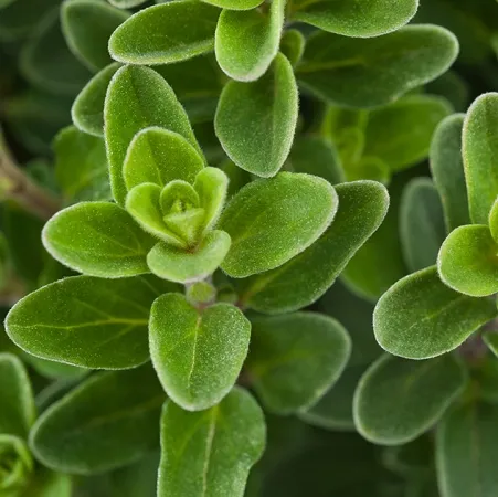 Marjoram Essential Oil Sweet 4