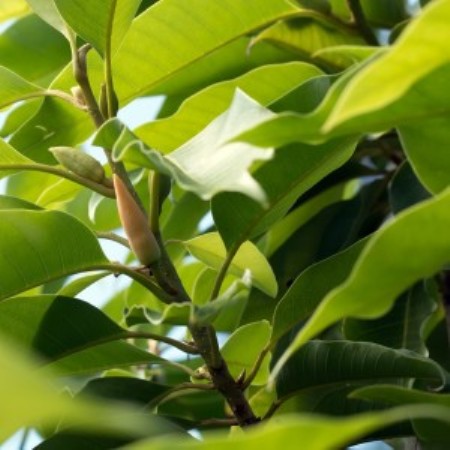 Michelia Alba Leaf Essential Oil 4