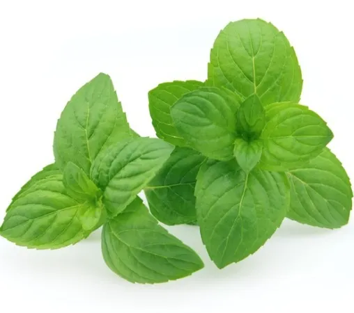 Mint Oil 2
