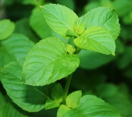 Mint Oil 3