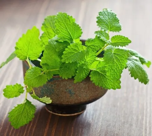 Mint Oil 5