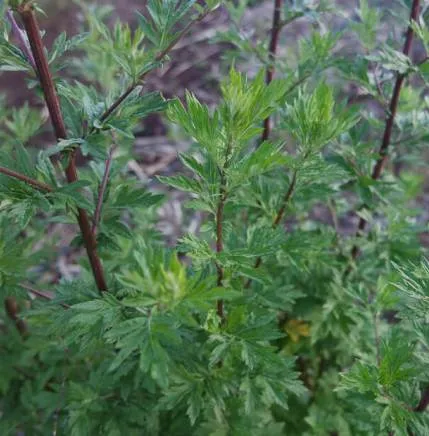 Armoise Mugwort Essential Oils 3