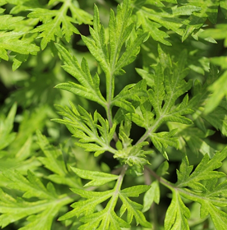 Wormwood Essential Oil 3