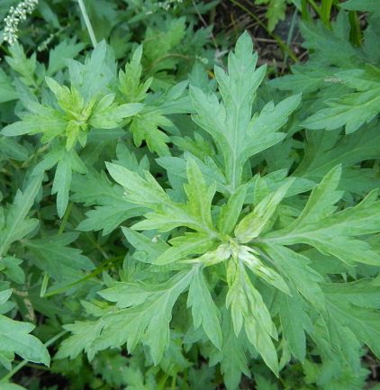 Mugwort Oil  2