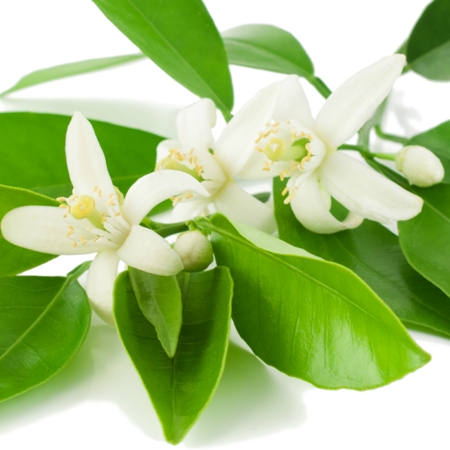 Neroli Natural Blend Essential Oil 3