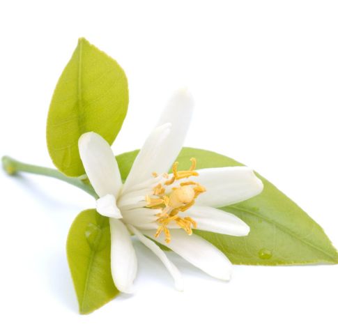 Neroli Egypt Essential Oil 3