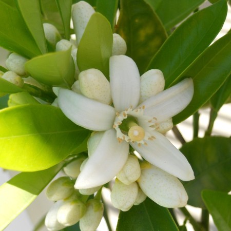 Neroli Egypt Essential Oil 4