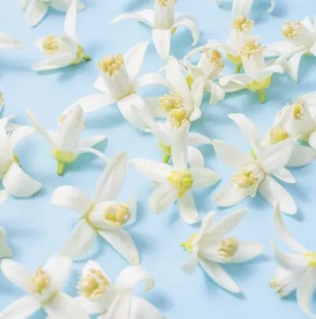Neroli Egypt Essential Oil 2
