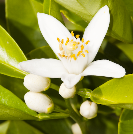 Neroli Natural Blend Essential Oil 2