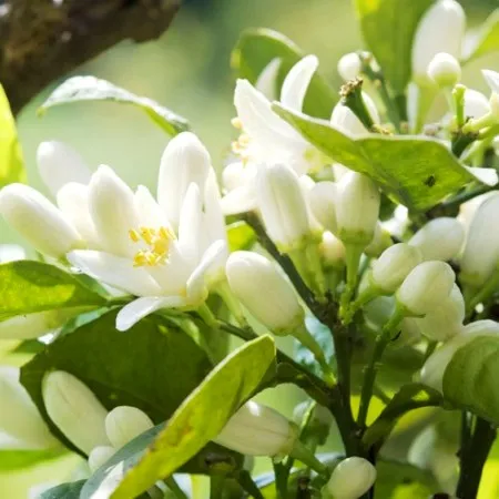Neroli 2