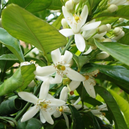 Neroli Natural Blend Essential Oil 5