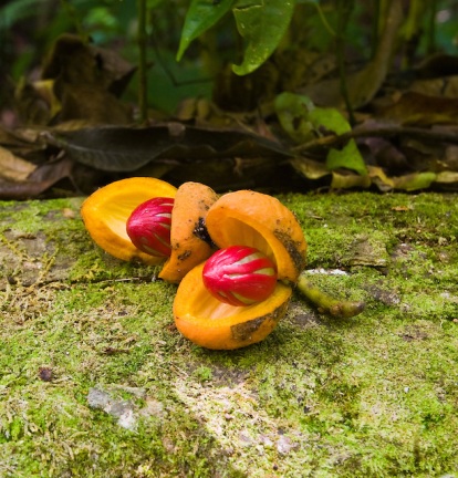 Nutmeg India Essential Oil 3