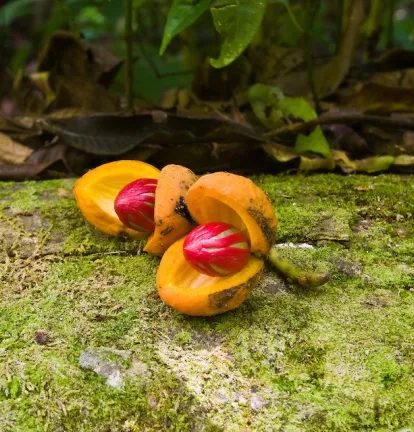 Nutmeg India Essential Oil 3