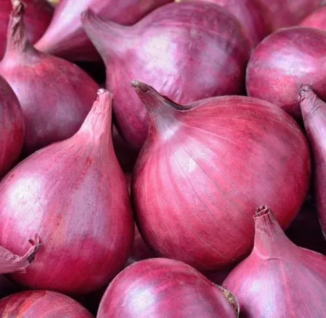 Onion Oil 4