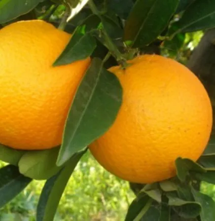 Orange Essential Oil Sweet 3